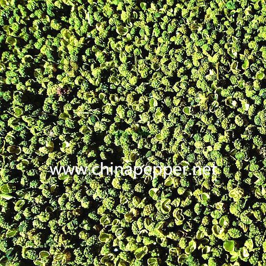 Green Prickly ash